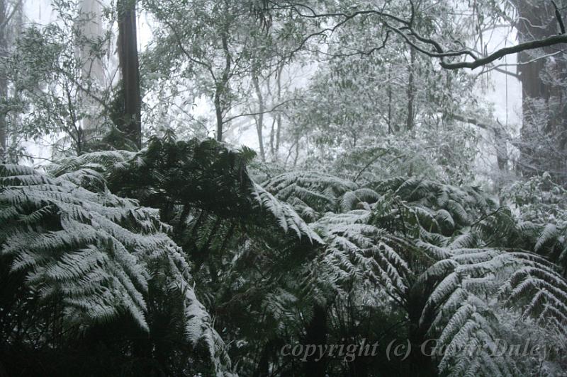 Snow on tree ferns, Sassafras IMG_7658.JPG